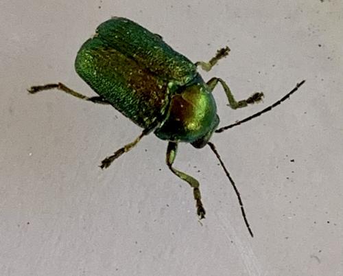 Cryptocephalus sp.