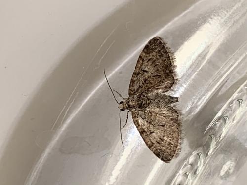 Eupithecia sp.