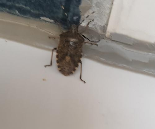Rhaphigaster nebulosa