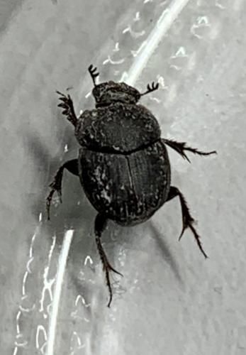 Réf. 279 094 : Onthophagus sp.