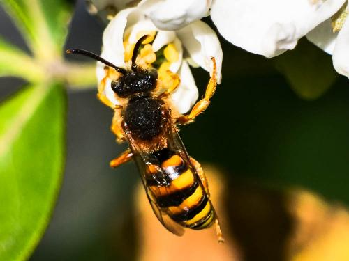 Nomada agrestis