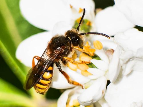 Nomada agrestis