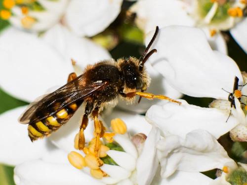 Nomada agrestis