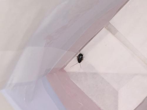 Ectobius sp.
