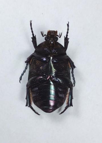 Réf. 279 630 : Potosia cuprea