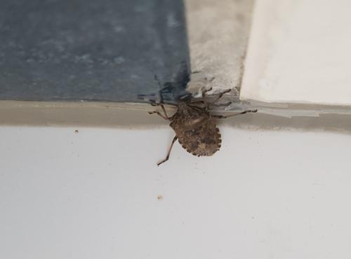 Rhaphigaster nebulosa