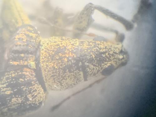 Réf. 279 988 : Polydrusus cervinus
