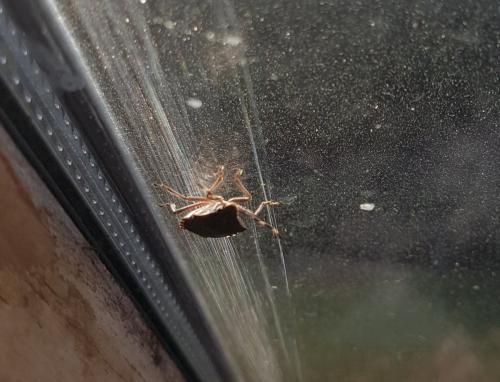 Rhaphigaster nebulosa