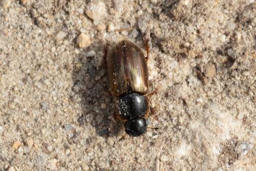 Réf. 279 702 : Melinopterus sp.
