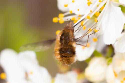 Bombylius major