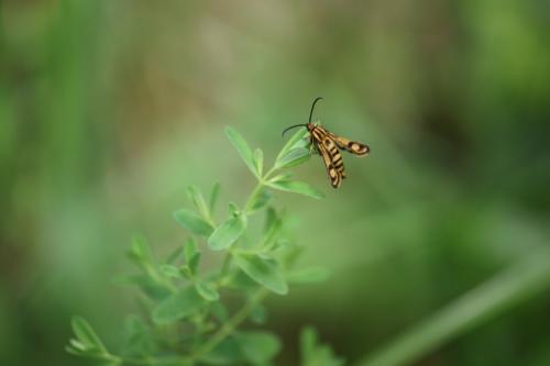 Chamaesphecia sp.