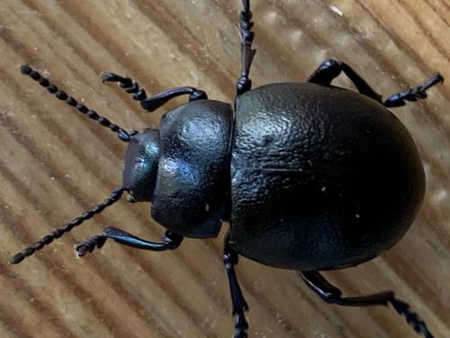 Timarcha goettingensis