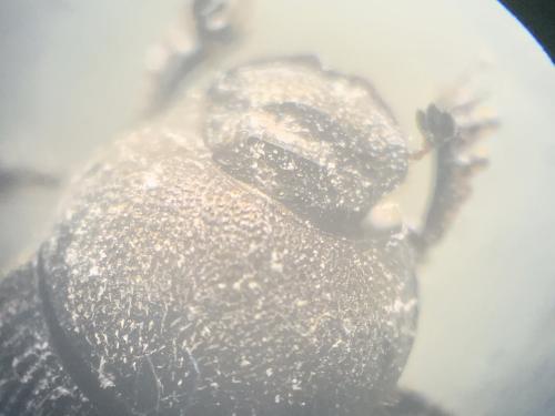 Onthophagus sp.