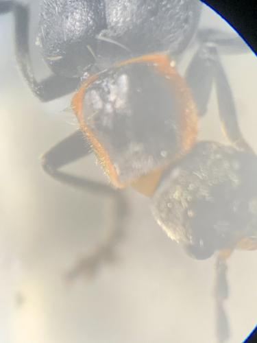 Cantharis pulicaria