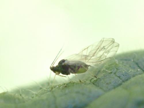 Aphis umbrella