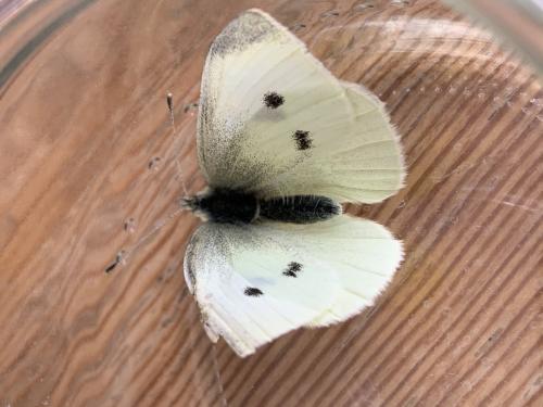 Réf. 279 842 : Pieris rapae