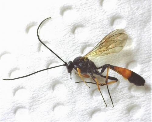 Réf. 279 644 : Dusona sp.