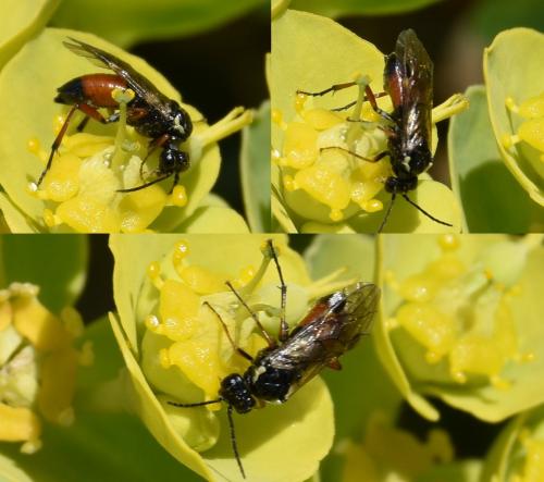 Aglaostigma aucupariae