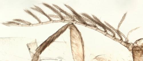 Epichnopterix sieboldii