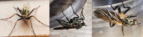 Empis tessellata