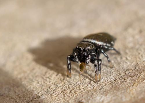 Heliophanus kochii