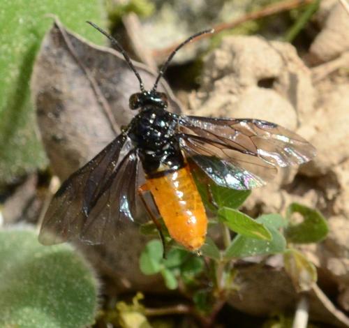Monophadnus spinolae