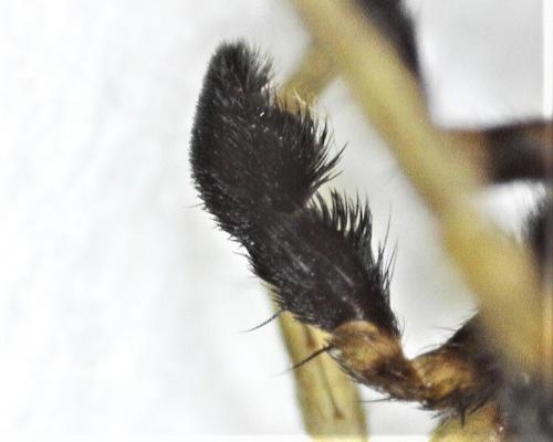 Pardosa sp.