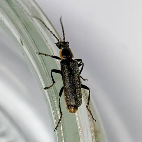 Cantharis pulicaria