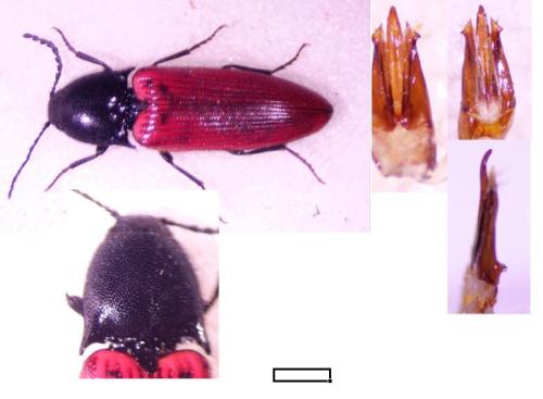 Ampedus sp.