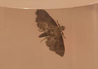 Sufetula boileauae
