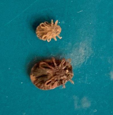 Argas reflexus