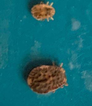 Argas reflexus
