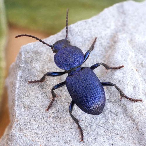 Pachycarus cyaneus