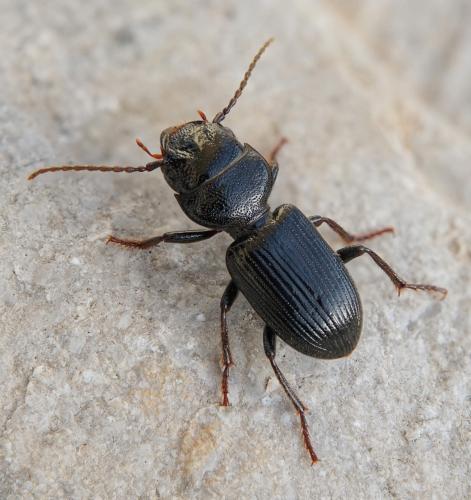 Dixus clypeatus