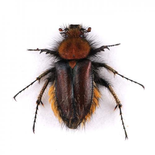 Pygopleurus chrysonotus