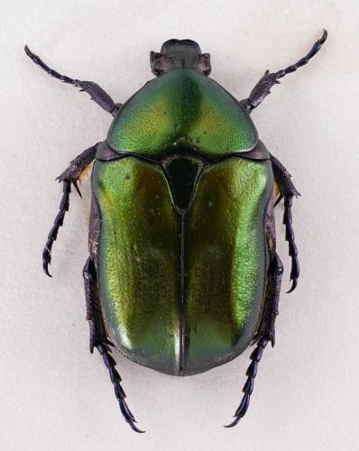 Réf. 279 037 : Potosia cuprea