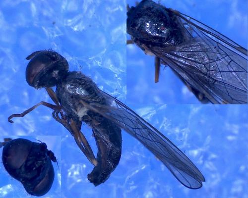 Cheilosia sp.