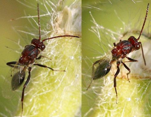 Callaspidia sp.
