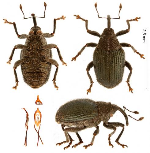 Ceutorhynchus sulcicollis