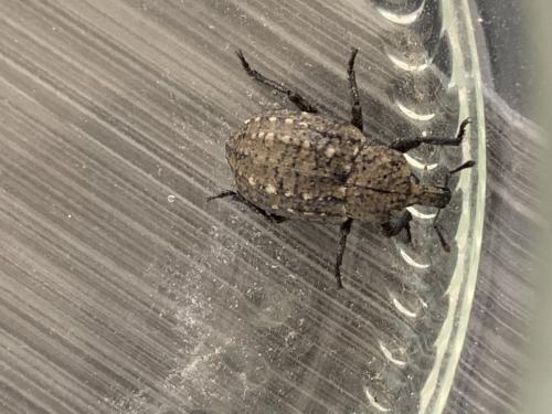 Minyops carinatus