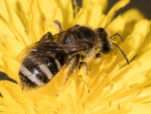 Réf. 279 876 : Lasioglossum sp.
