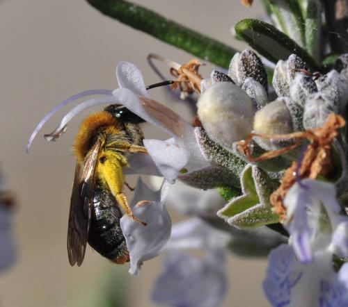 Andrena haemorrhoa
