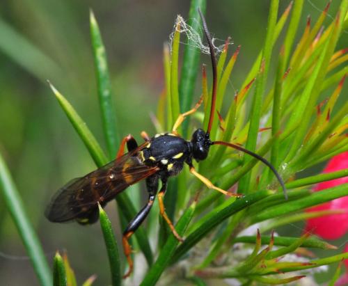 Metopius dentatus