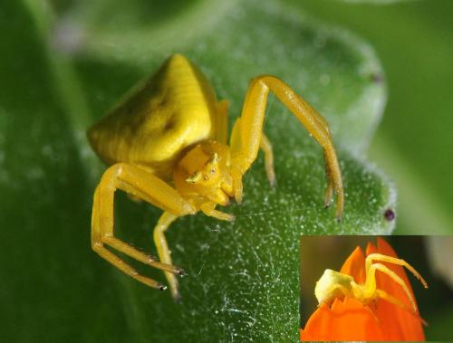 Réf. 279 552 : Thomisus onustus