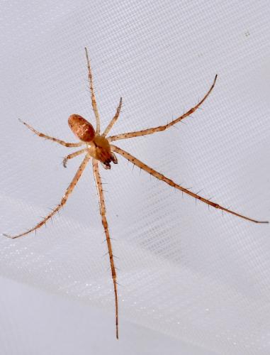 Metellina mengei