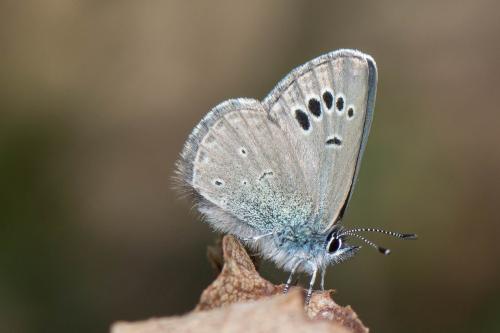 Réf. 279 989 : Glaucopsyche melanops