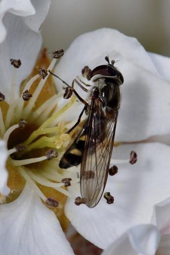 Réf. 279 053 : Meliscaeva auricollis