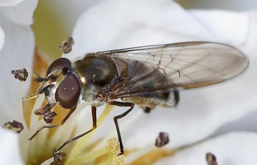 Meliscaeva auricollis
