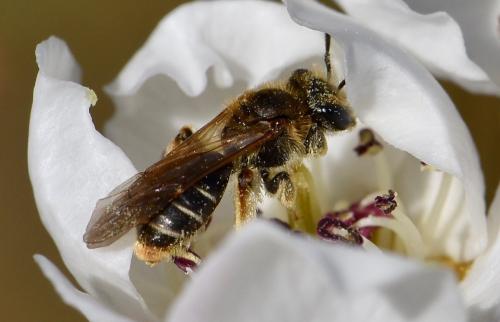 Andrena sp.