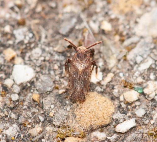 Réf. 279 562 : Asiraca clavicornis
